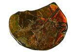 Iridescent Ammolite (Fossil Ammonite Shell) - Alberta, Canada #156824-1